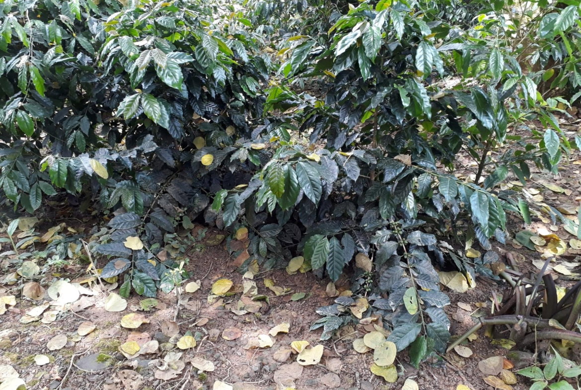 Twenty-Third image of Wray Piece, Spring Hill in Spring Hill, Portland, Jamaica - property is For Sale