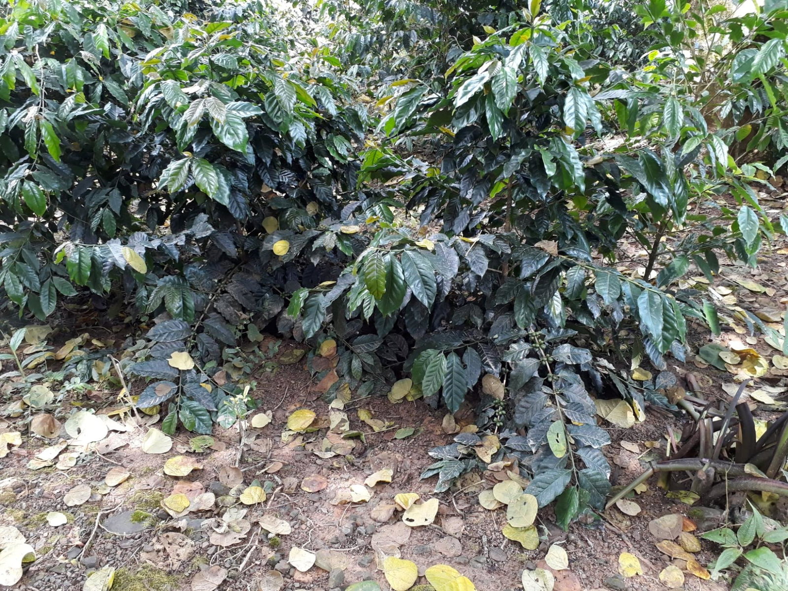 Twenty-Third image of Wray Piece, Spring Hill in Spring Hill, Portland, Jamaica - property is For Sale