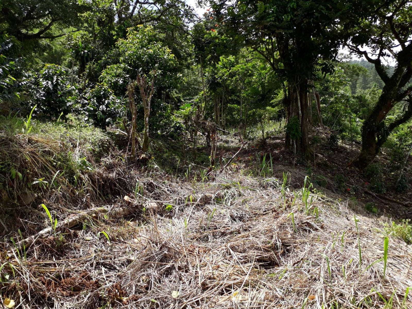 Twenty-Fourth image of Wray Piece, Spring Hill in Spring Hill, Portland, Jamaica - property is For Sale