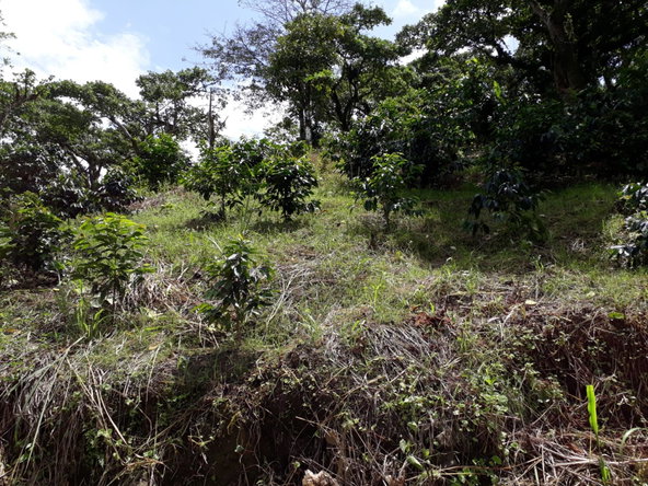 Twenty-Fifth image of Wray Piece, Spring Hill in Spring Hill, Portland, Jamaica - property is For Sale