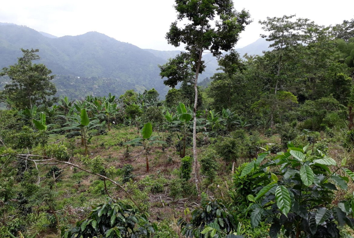 Twenty-Sixth image of Wray Piece, Spring Hill in Spring Hill, Portland, Jamaica - property is For Sale