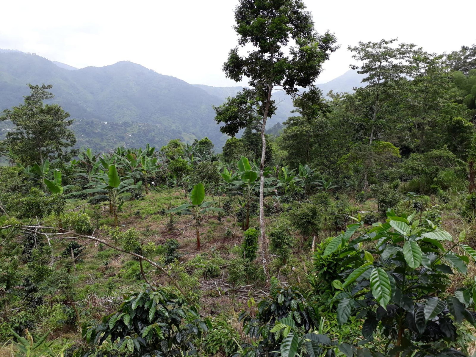 Twenty-Sixth image of Wray Piece, Spring Hill in Spring Hill, Portland, Jamaica - property is For Sale