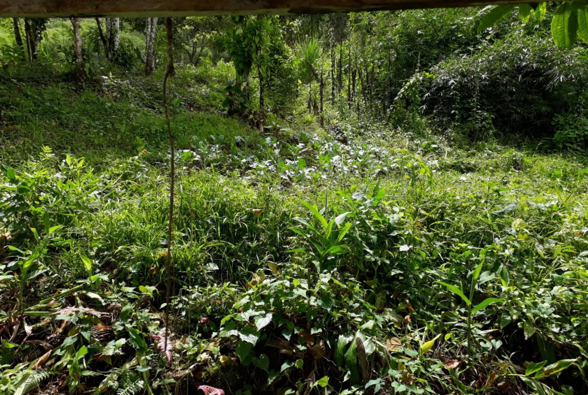 Twenty-Seventh image of Wray Piece, Spring Hill in Spring Hill, Portland, Jamaica - property is For Sale