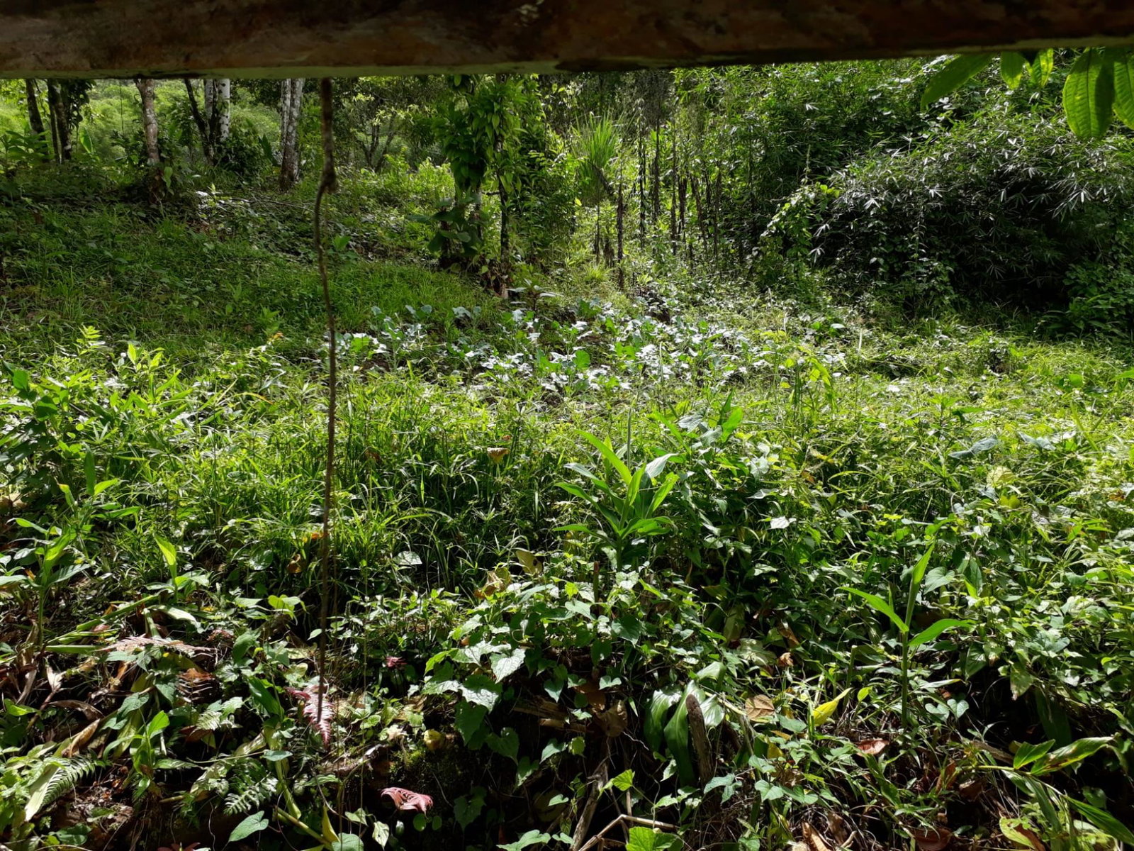 Twenty-Seventh image of Wray Piece, Spring Hill in Spring Hill, Portland, Jamaica - property is For Sale
