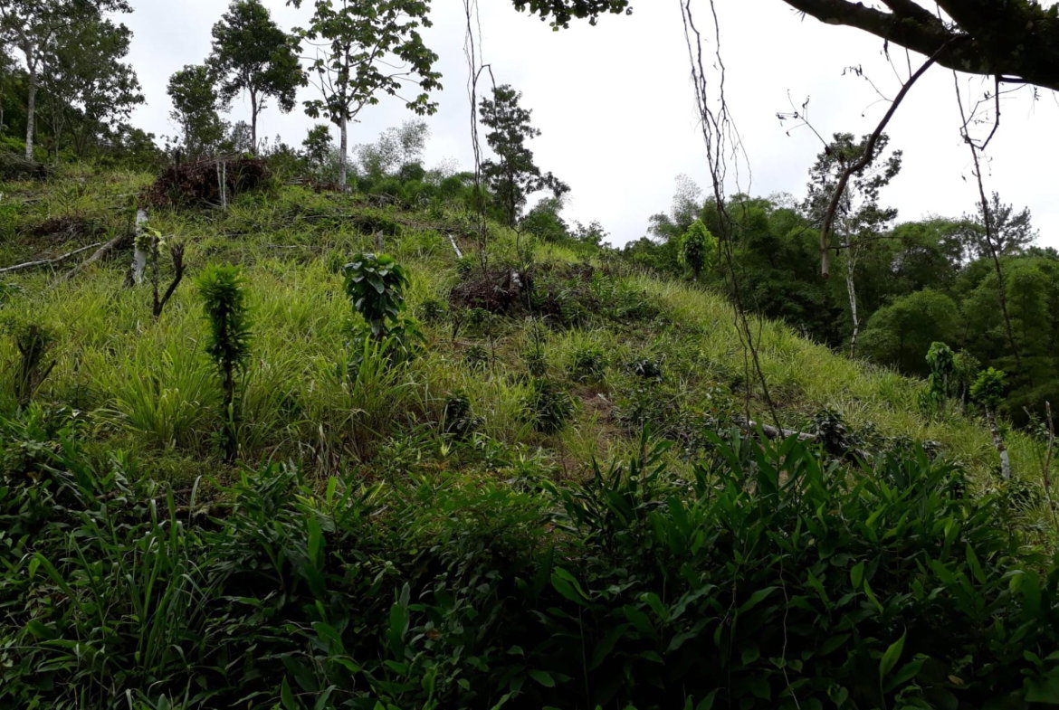 Twenty-Eighth image of Wray Piece, Spring Hill in Spring Hill, Portland, Jamaica - property is For Sale