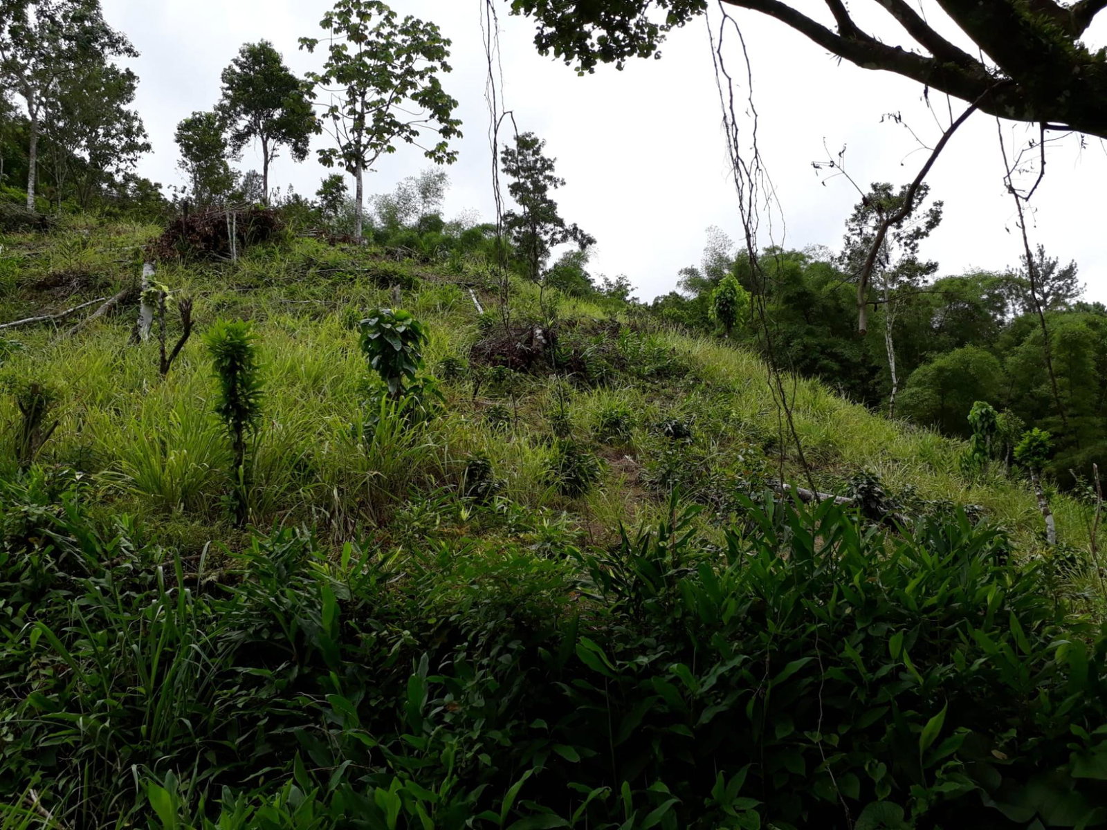 Twenty-Eighth image of Wray Piece, Spring Hill in Spring Hill, Portland, Jamaica - property is For Sale