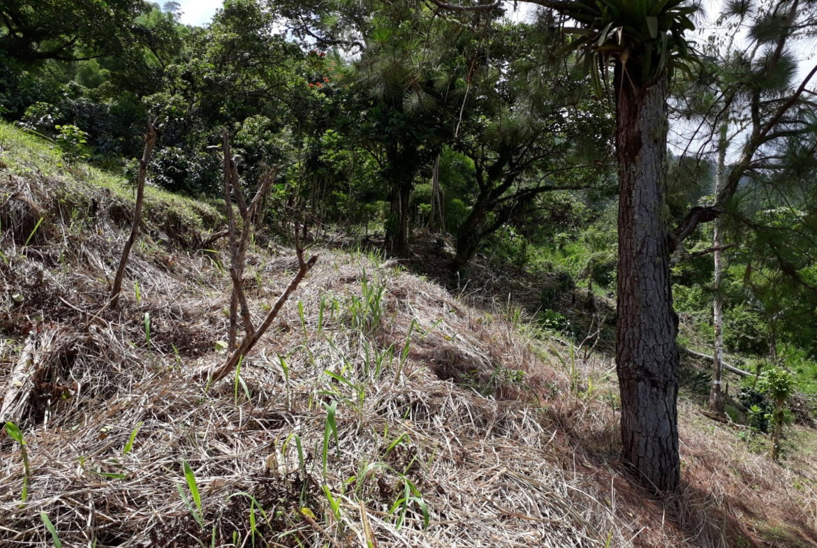 Twenty-Ninth image of Wray Piece, Spring Hill in Spring Hill, Portland, Jamaica - property is For Sale