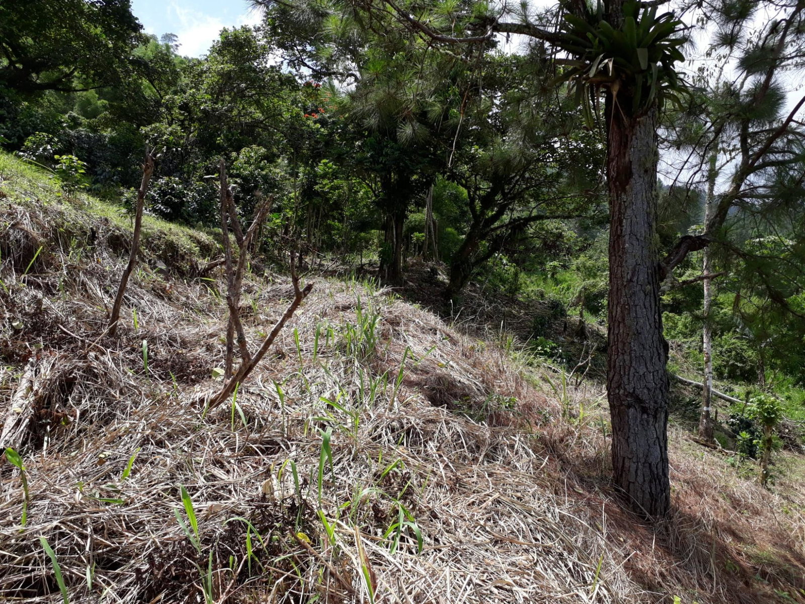 Twenty-Ninth image of Wray Piece, Spring Hill in Spring Hill, Portland, Jamaica - property is For Sale