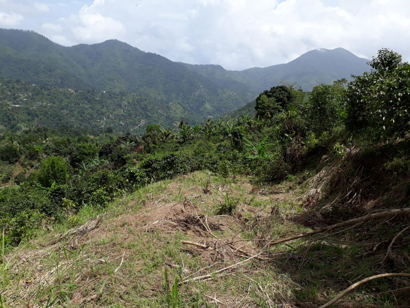 Thirtieth image of Wray Piece, Spring Hill in Spring Hill, Portland, Jamaica - property is For Sale