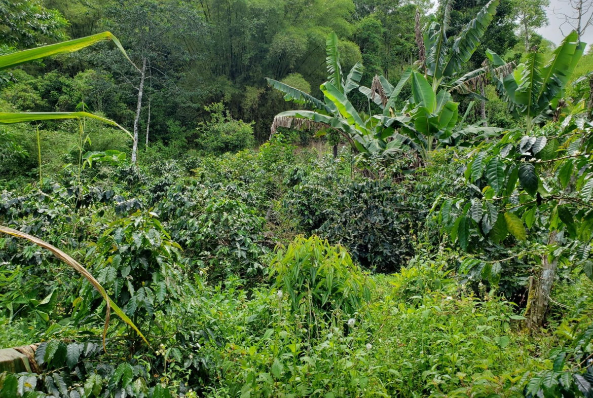 Fourth image of Wray Piece, Spring Hill in Spring Hill, Portland, Jamaica - property is For Sale