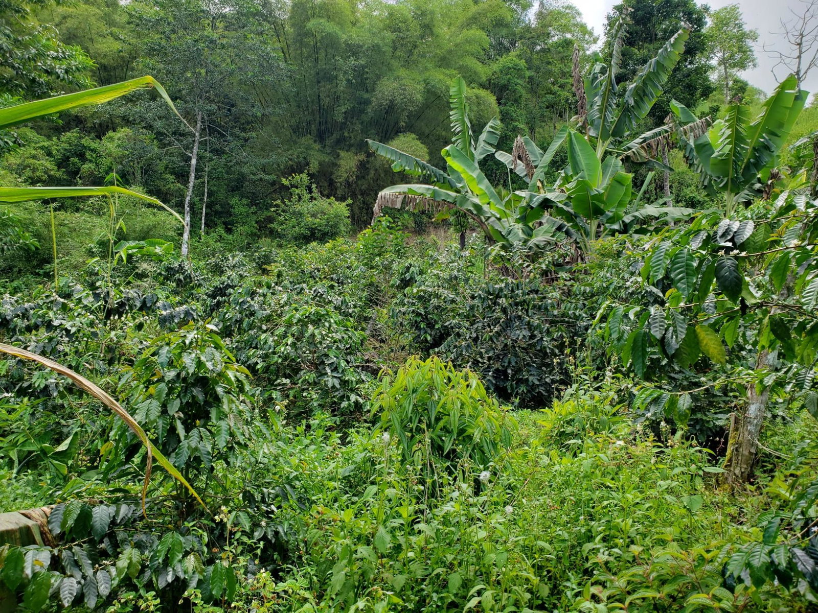 Fourth image of Wray Piece, Spring Hill in Spring Hill, Portland, Jamaica - property is For Sale