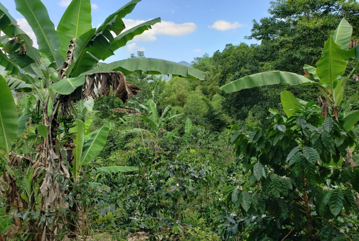 Fifth image of Wray Piece, Spring Hill in Spring Hill, Portland, Jamaica - property is For Sale