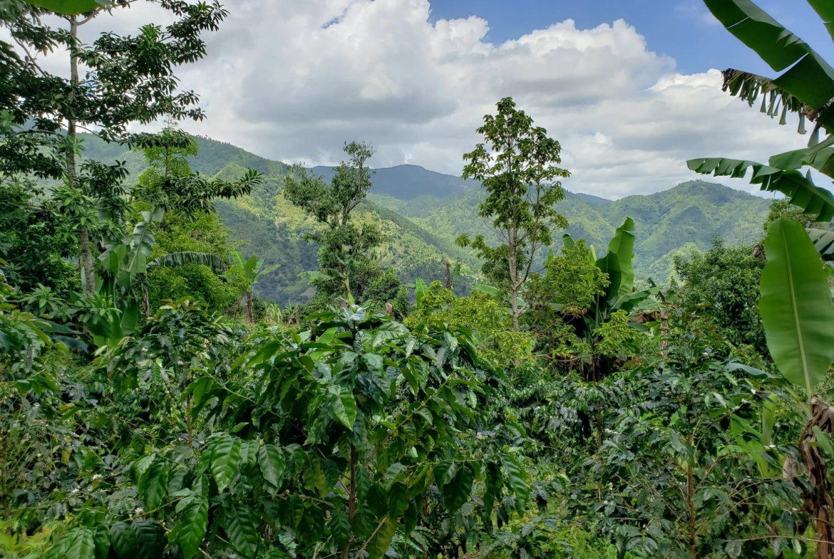 Sixth image of Wray Piece, Spring Hill in Spring Hill, Portland, Jamaica - property is For Sale