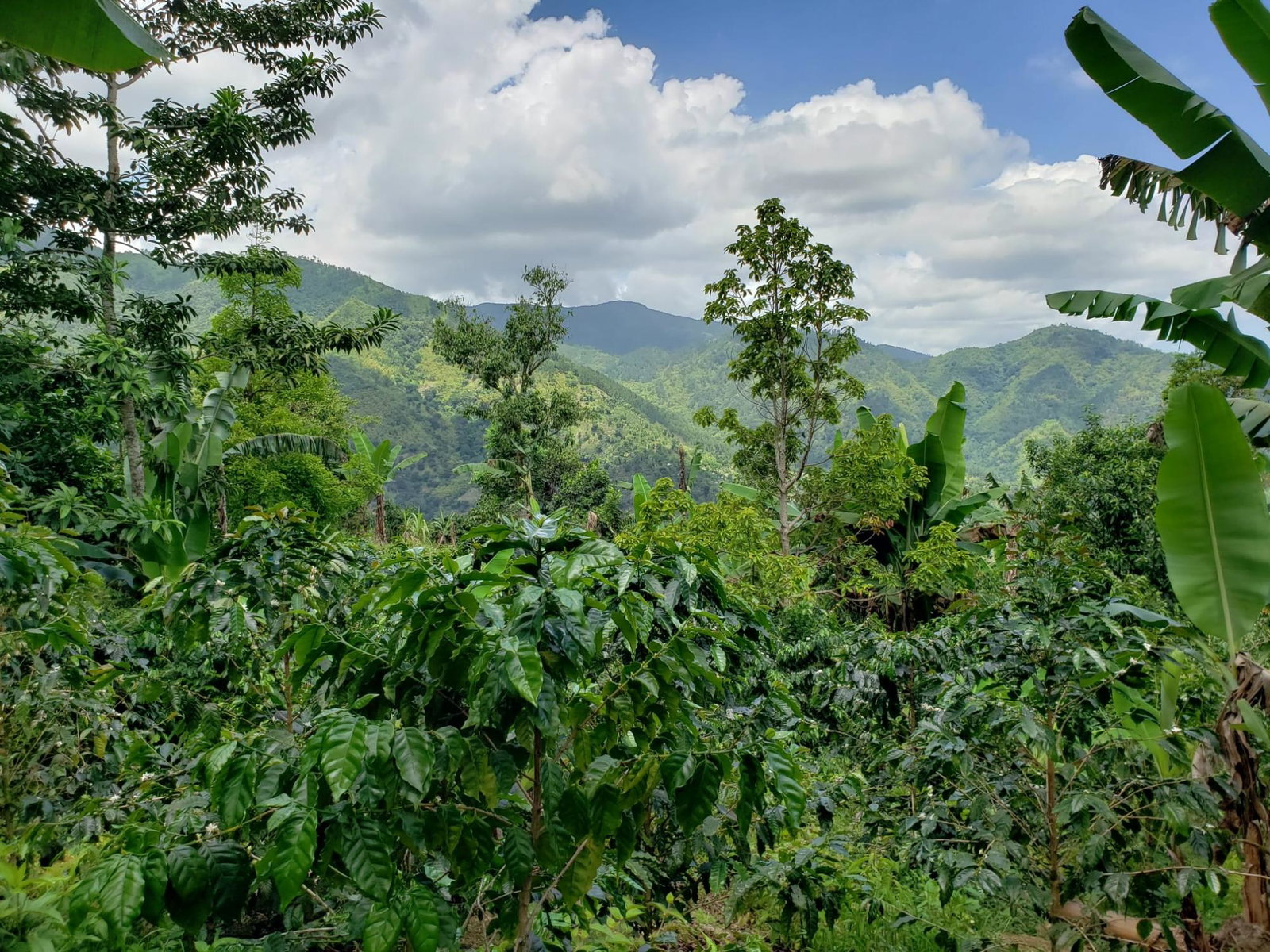 Sixth image of Wray Piece, Spring Hill in Spring Hill, Portland, Jamaica - property is For Sale
