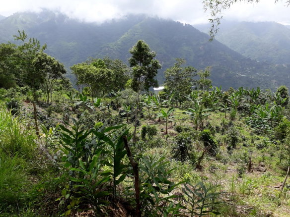 First image of Wray Piece, Spring Hill in Spring Hill, Portland, Jamaica - property is For Sale