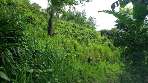 Eighth image of Wray Piece, Spring Hill in Spring Hill, Portland, Jamaica - property is For Sale