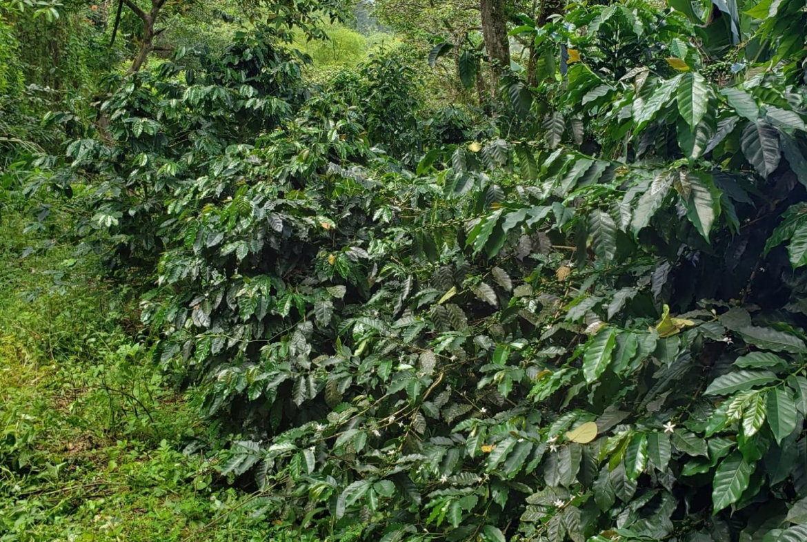 Ninth image of Wray Piece, Spring Hill in Spring Hill, Portland, Jamaica - property is For Sale