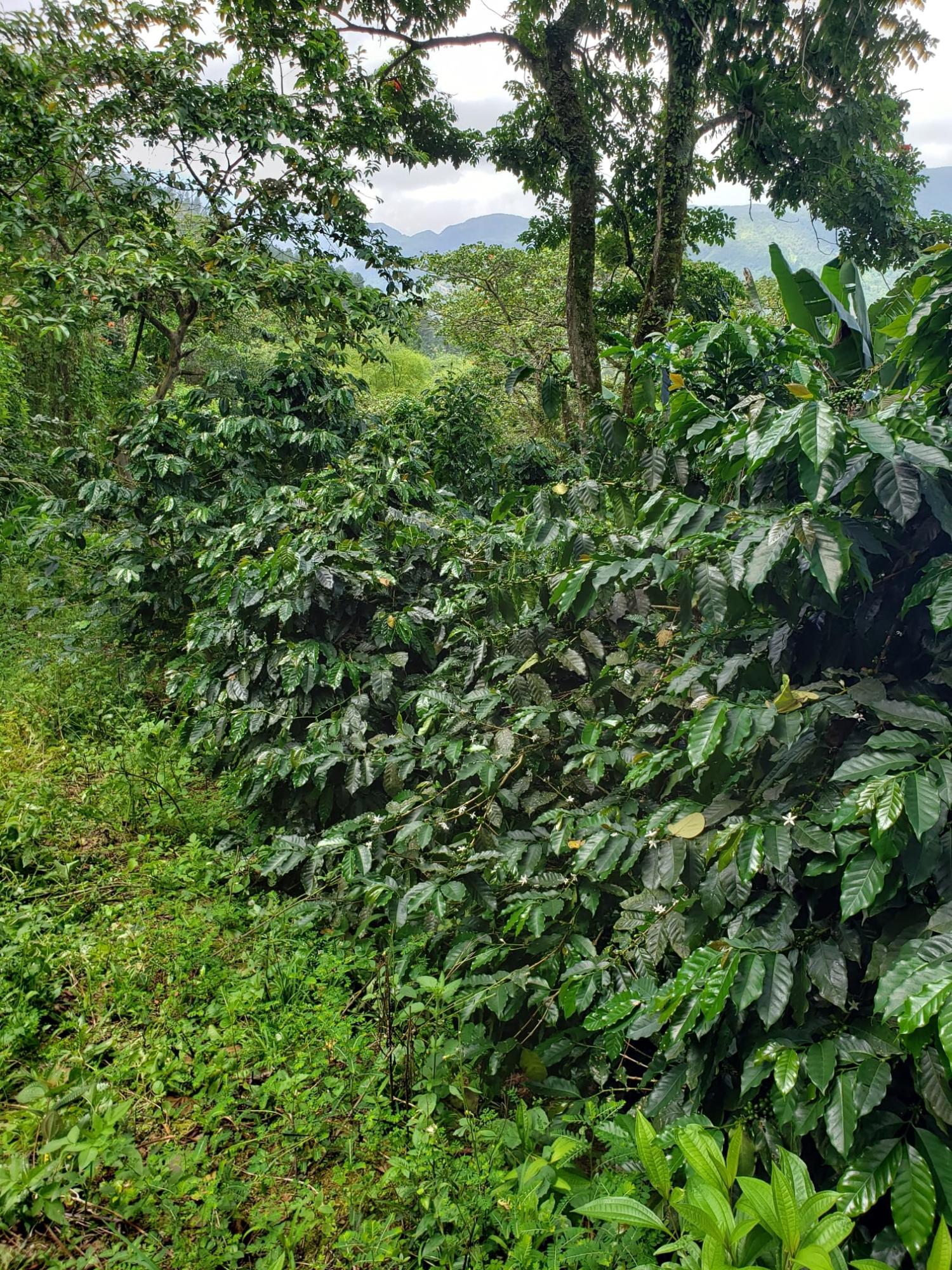Ninth image of Wray Piece, Spring Hill in Spring Hill, Portland, Jamaica - property is For Sale