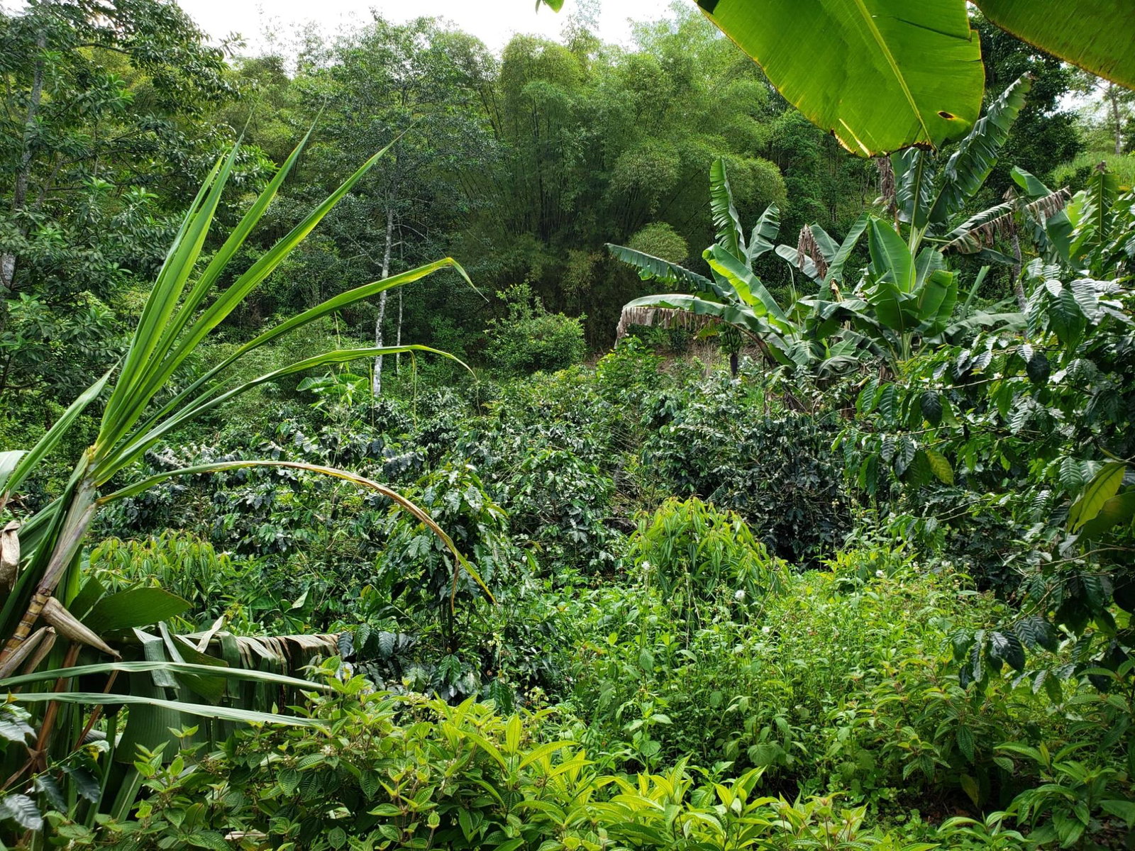 Tenth image of Wray Piece, Spring Hill in Spring Hill, Portland, Jamaica - property is For Sale