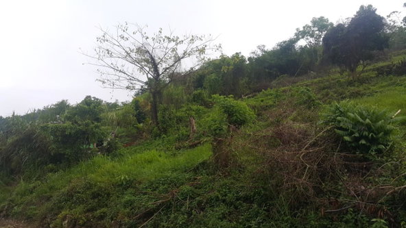 Second image of 8 Roehampton District in Roehamton, St. James, Jamaica - property is For Sale