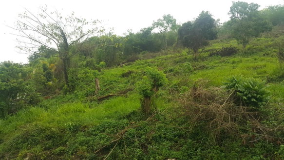 First image of 8 Roehampton District in Roehamton, St. James, Jamaica - property is For Sale