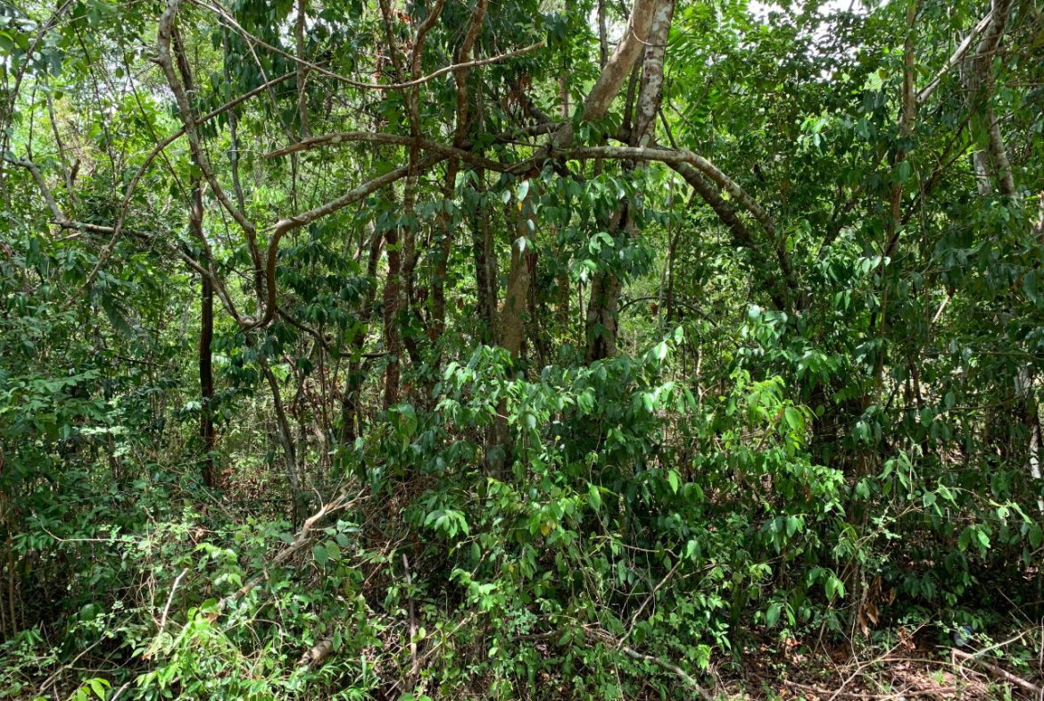 Second image of 100 Black Garden, Garredu in Perth Town, Trelawny, Jamaica - property is For Sale