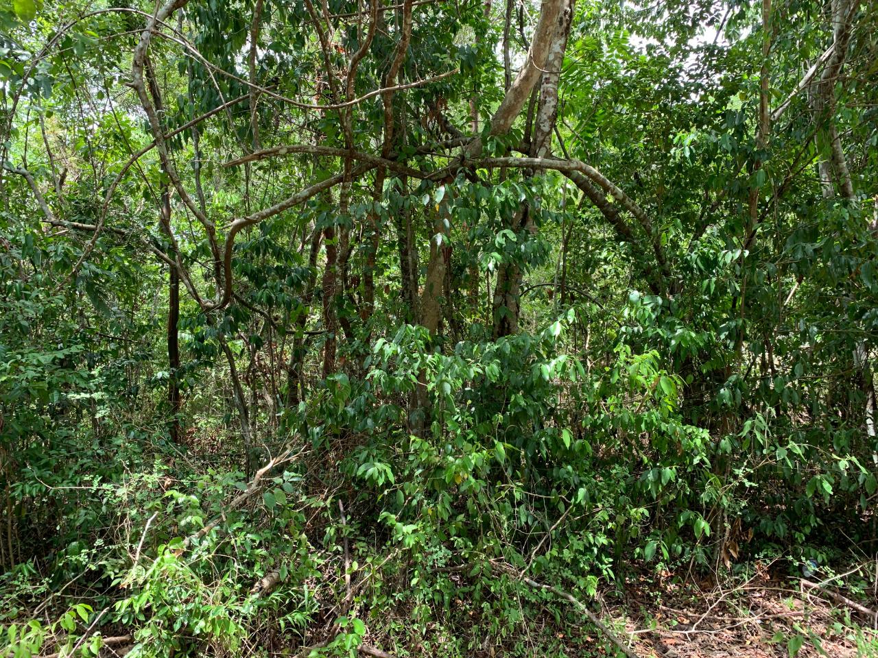 Second image of 100 Black Garden, Garredu in Perth Town, Trelawny, Jamaica - property is For Sale