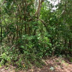 First image of 100 Black Garden, Garredu in Perth Town, Trelawny, Jamaica - property is For Sale