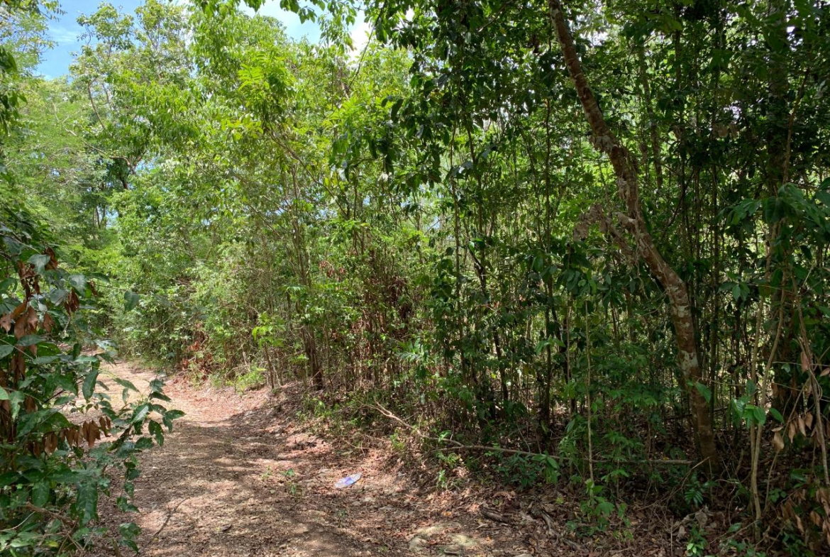 Third image of 100 Black Garden, Garredu in Perth Town, Trelawny, Jamaica - property is For Sale