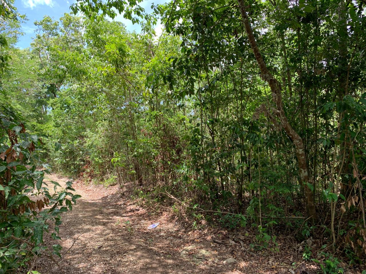 Third image of 100 Black Garden, Garredu in Perth Town, Trelawny, Jamaica - property is For Sale