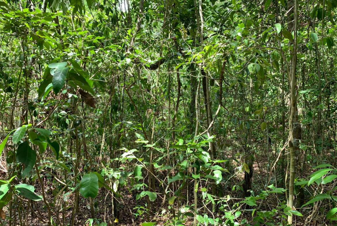 Fourth image of 100 Black Garden, Garredu in Perth Town, Trelawny, Jamaica - property is For Sale