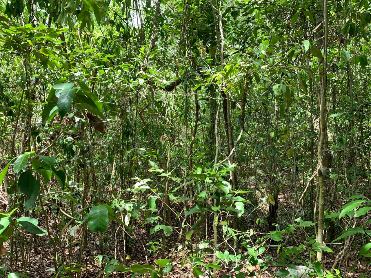 Fourth image of 100 Black Garden, Garredu in Perth Town, Trelawny, Jamaica - property is For Sale