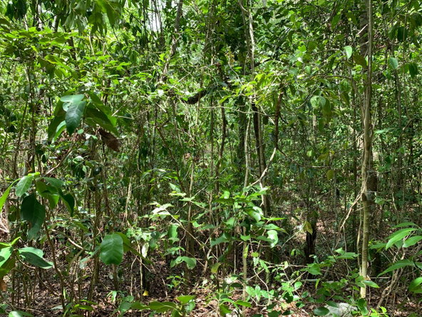 Fourth image of 100 Black Garden, Garredu in Perth Town, Trelawny, Jamaica - property is For Sale