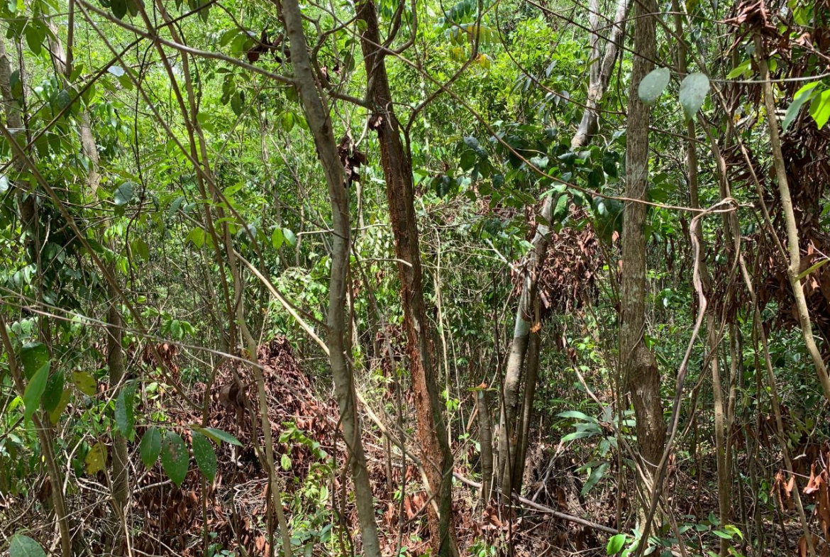 Fifth image of 100 Black Garden, Garredu in Perth Town, Trelawny, Jamaica - property is For Sale