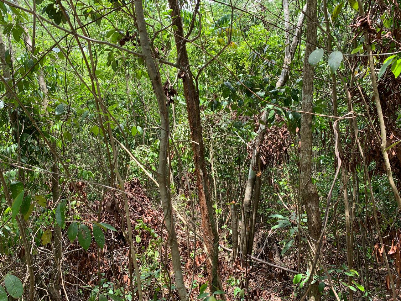 Fifth image of 100 Black Garden, Garredu in Perth Town, Trelawny, Jamaica - property is For Sale