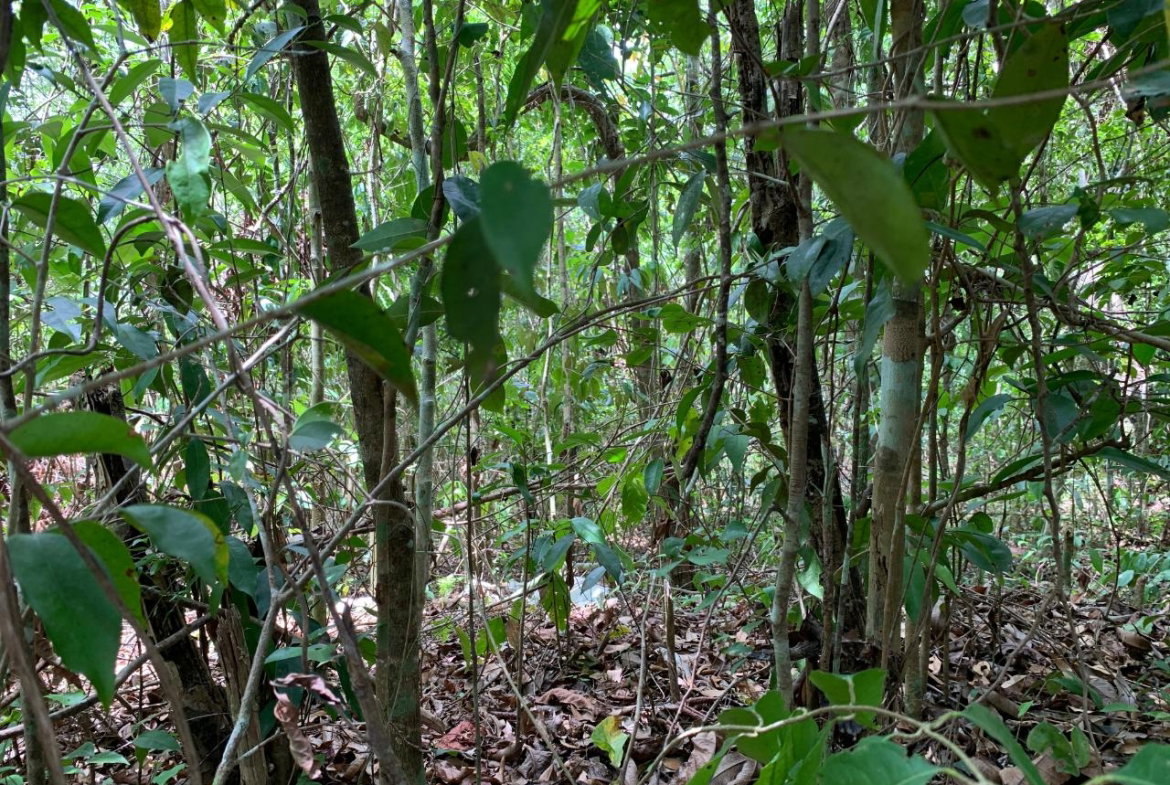 Sixth image of 100 Black Garden, Garredu in Perth Town, Trelawny, Jamaica - property is For Sale