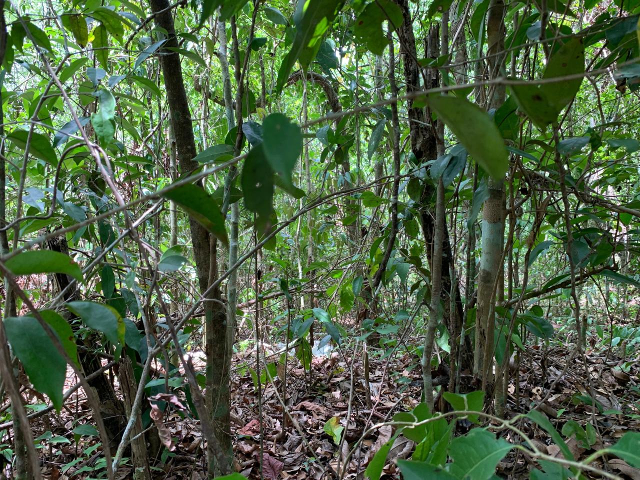 Sixth image of 100 Black Garden, Garredu in Perth Town, Trelawny, Jamaica - property is For Sale