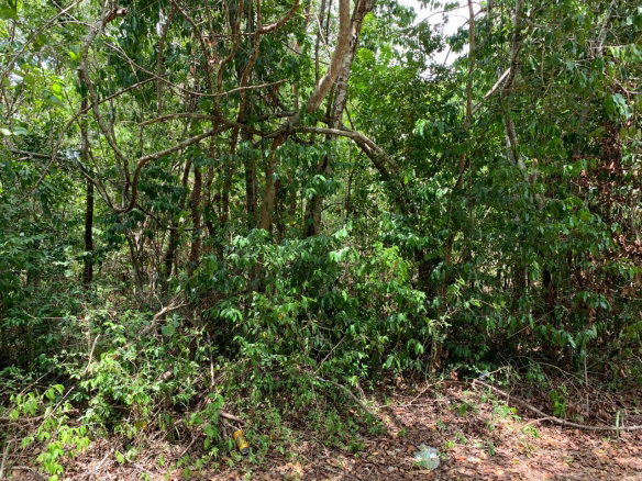 First image of 100 Black Garden, Garredu in Perth Town, Trelawny, Jamaica - property is For Sale