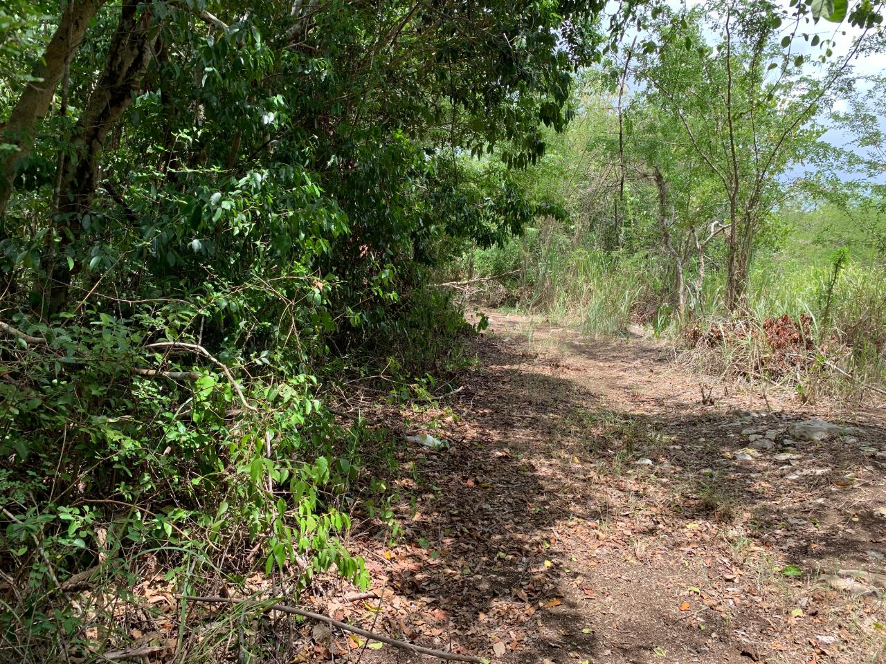 Seventh image of 100 Black Garden, Garredu in Perth Town, Trelawny, Jamaica - property is For Sale