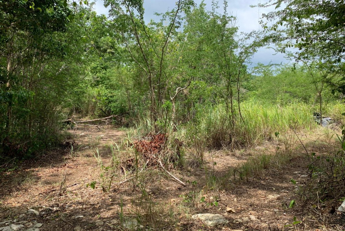 Eighth image of 100 Black Garden, Garredu in Perth Town, Trelawny, Jamaica - property is For Sale