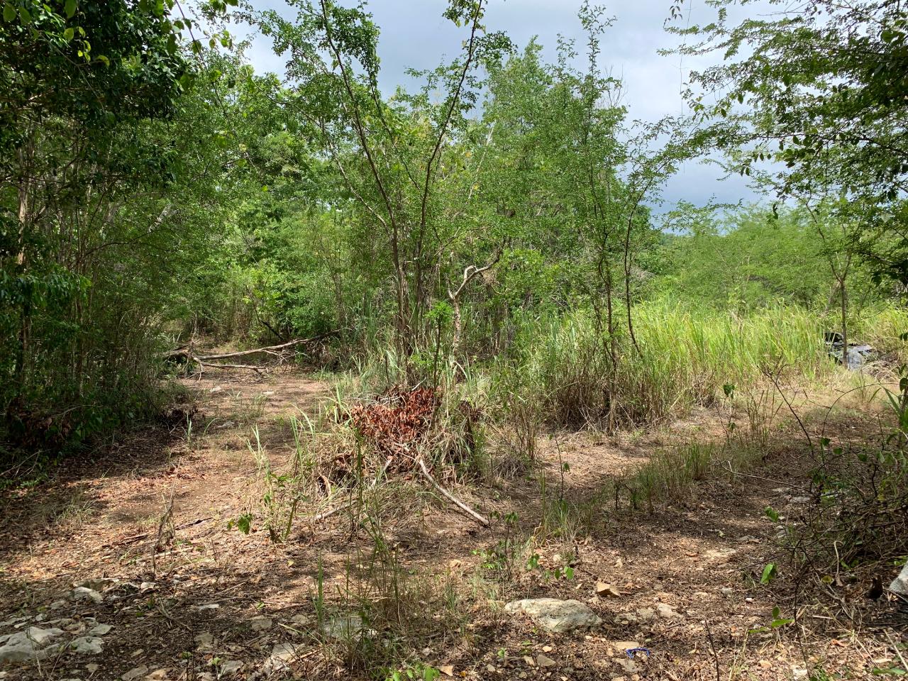 Eighth image of 100 Black Garden, Garredu in Perth Town, Trelawny, Jamaica - property is For Sale