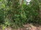 First image of 100 Black Garden, Garredu in Perth Town, Trelawny, Jamaica - property is For Sale