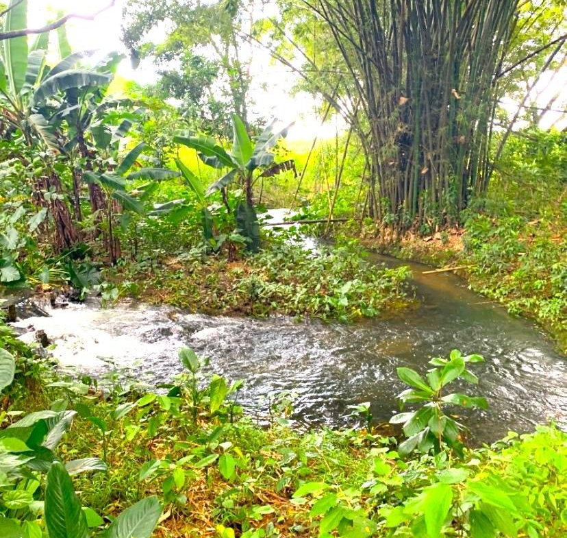 Fifth image of Friendship in Wakefield, Trelawny, Jamaica - property is For Sale