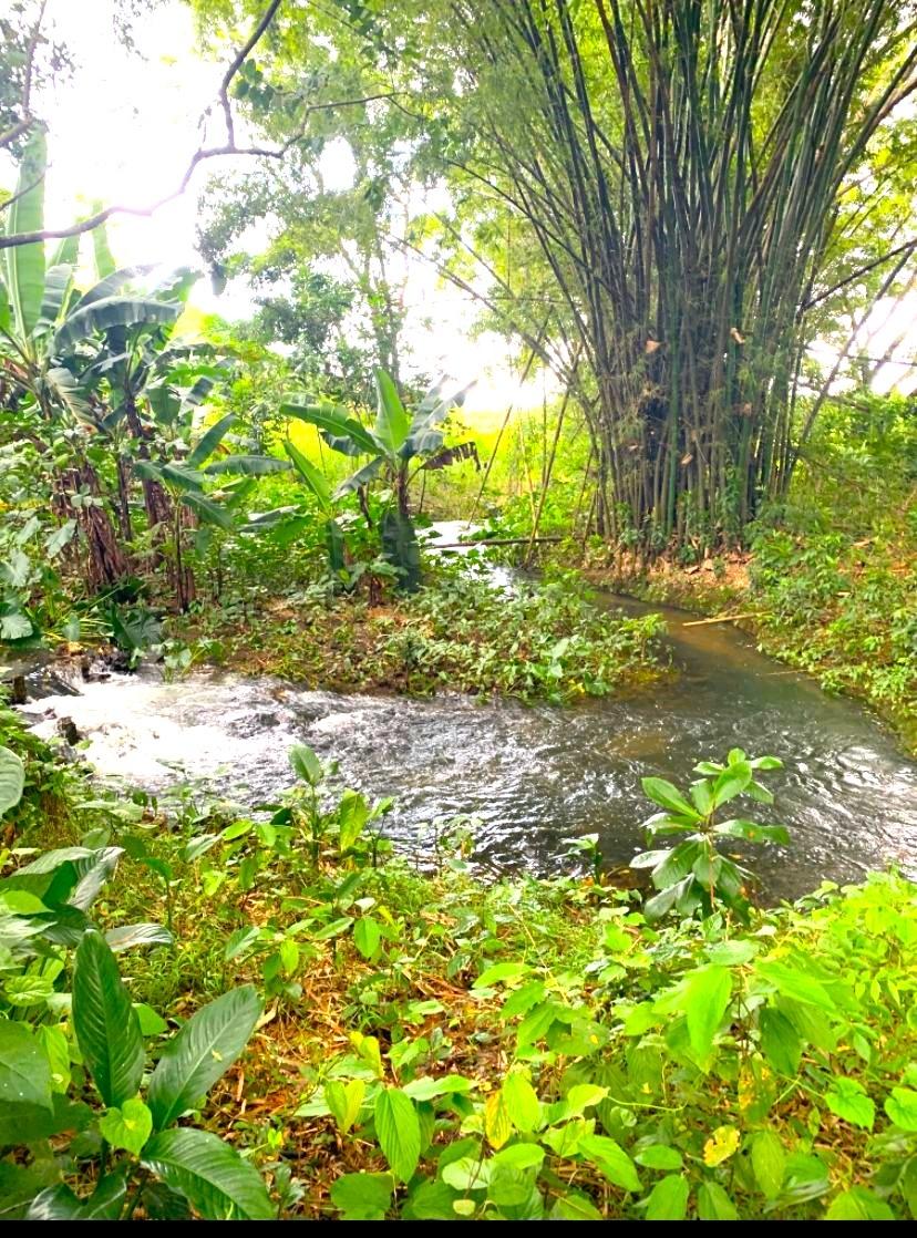 Fifth image of Friendship in Wakefield, Trelawny, Jamaica - property is For Sale