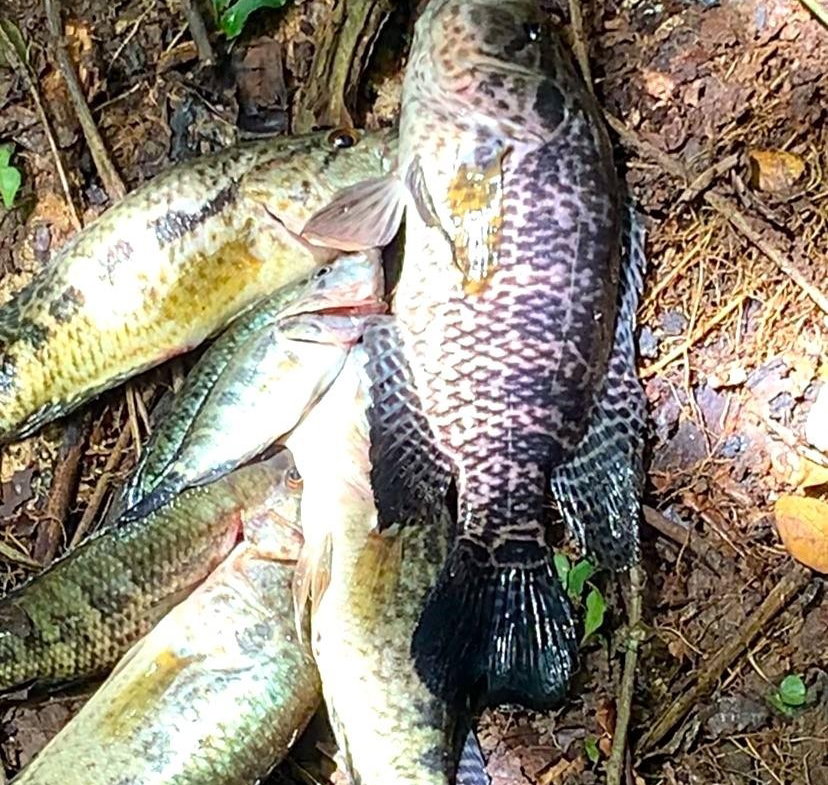 Seventh image of Friendship in Wakefield, Trelawny, Jamaica - property is For Sale