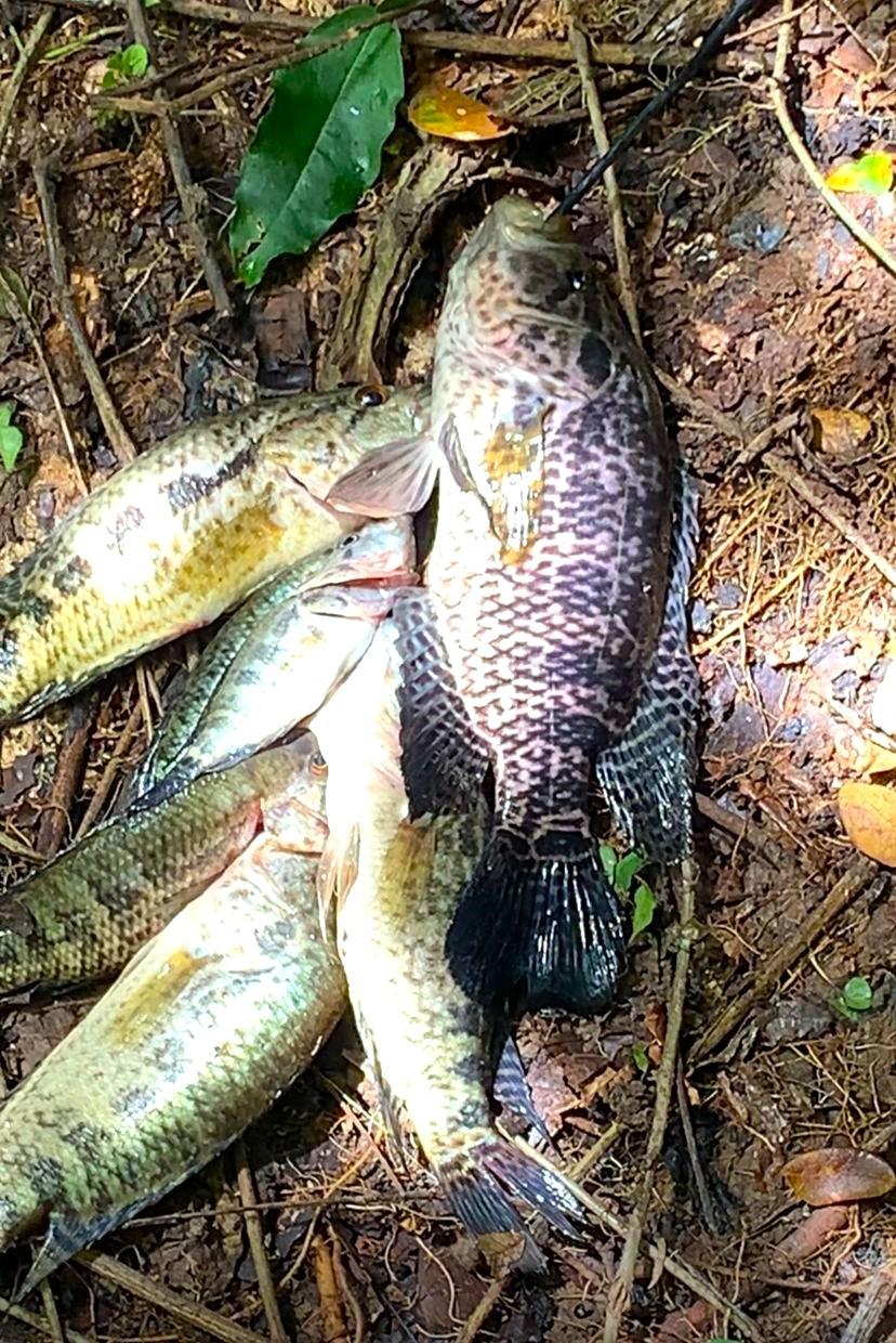 Seventh image of Friendship in Wakefield, Trelawny, Jamaica - property is For Sale