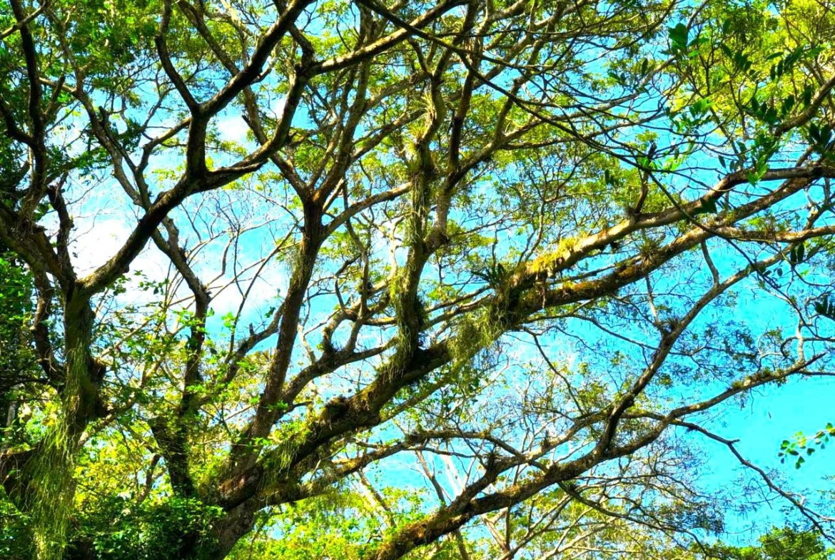 Ninth image of Friendship in Wakefield, Trelawny, Jamaica - property is For Sale