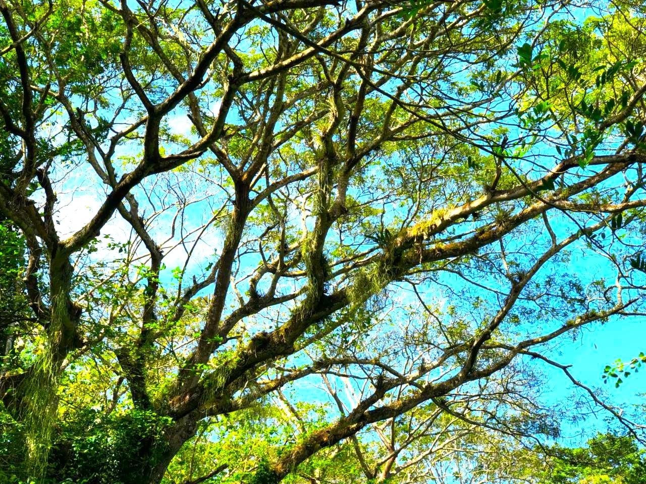 Ninth image of Friendship in Wakefield, Trelawny, Jamaica - property is For Sale