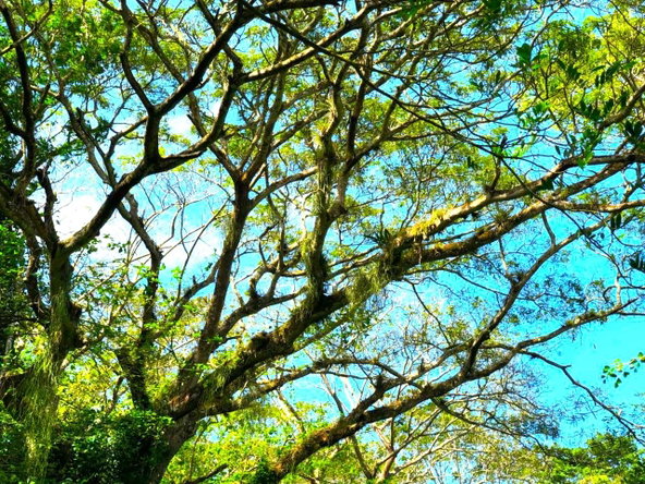 Ninth image of Friendship in Wakefield, Trelawny, Jamaica - property is For Sale