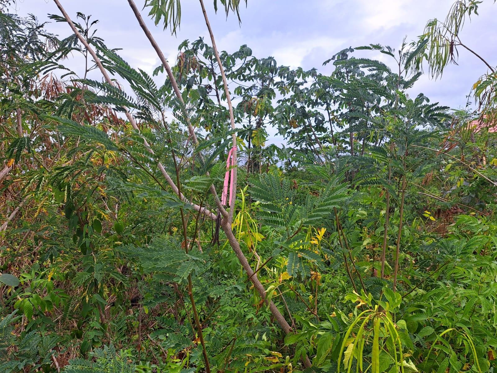 Third image of 46 Daniel Town in Daniel Town, Trelawny, Jamaica - property is For Sale